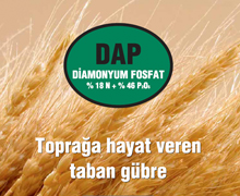 DAP (Diamonyum Fosfat)