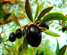 Zeytin