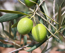 Zeytin